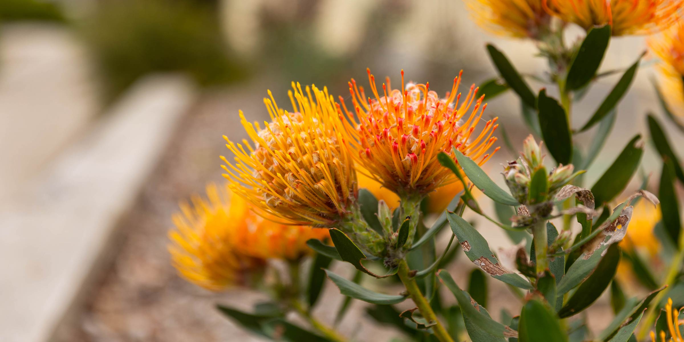 Chairo Christian School Bushfire & Grassfire Plan